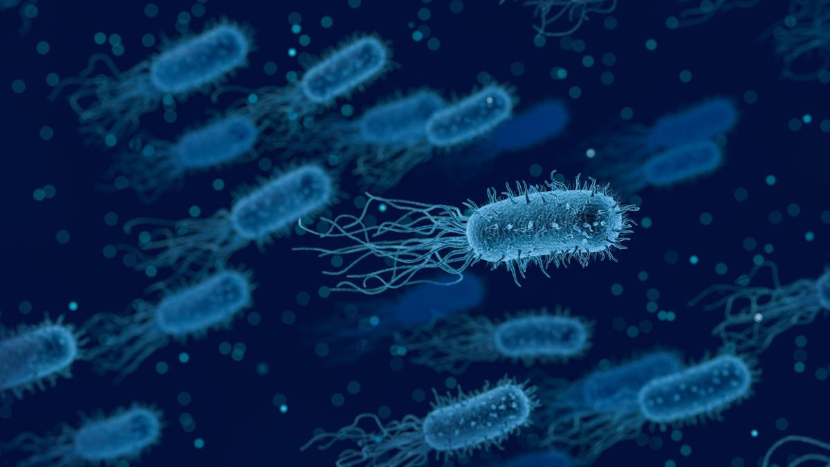 bacterie_helicobacter_42939100