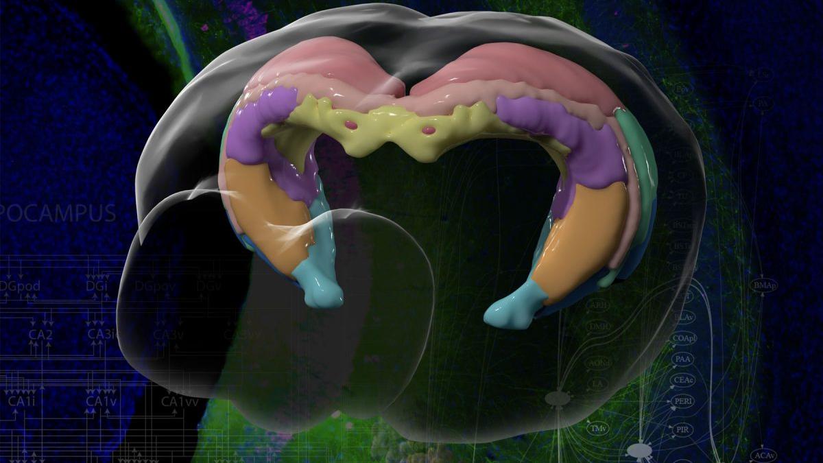 nature_neuroscience_hippocampus_usc_22356200