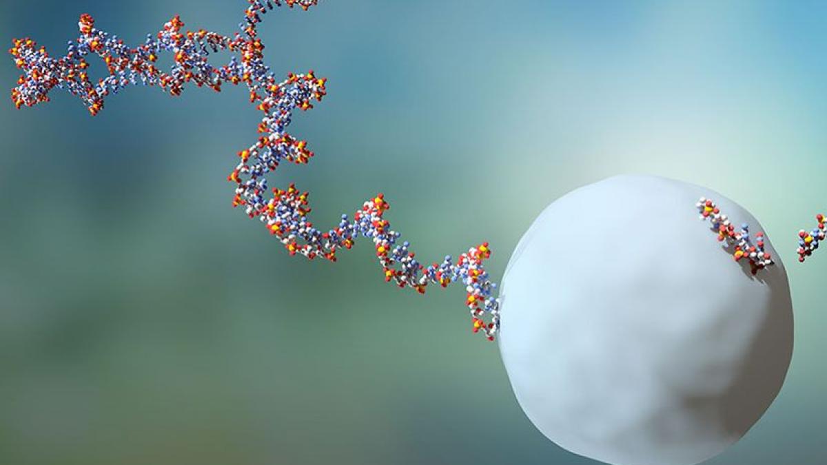 arn_sau_rna_university_of_basel_biozentrum_96097400