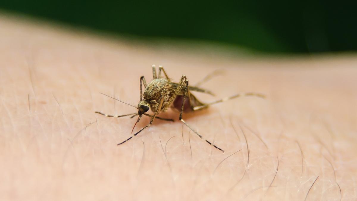 west_nile_08792100