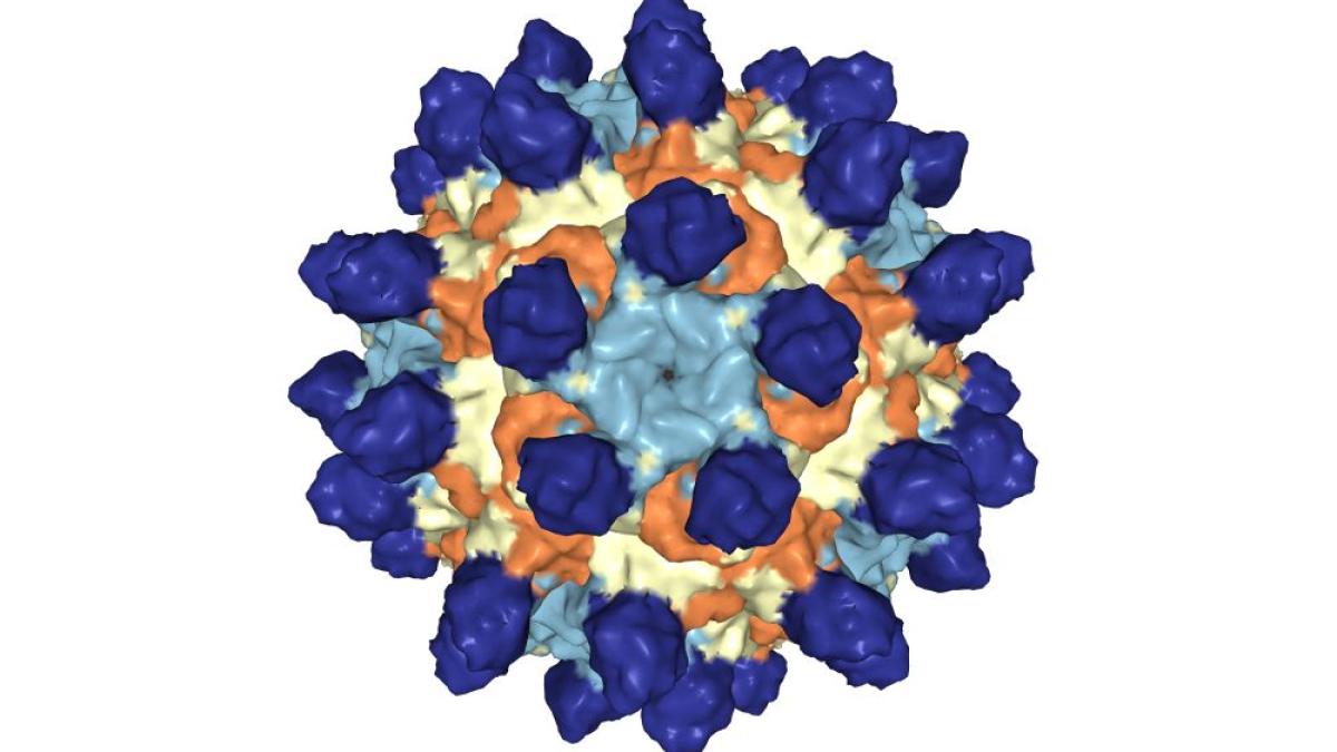 virusul_senecca_valley_foto_protein_data_bank_24987500