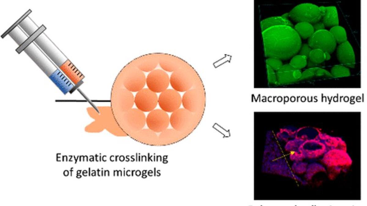 studiu_hidrogel_foto_applied_bio_materials_06390600