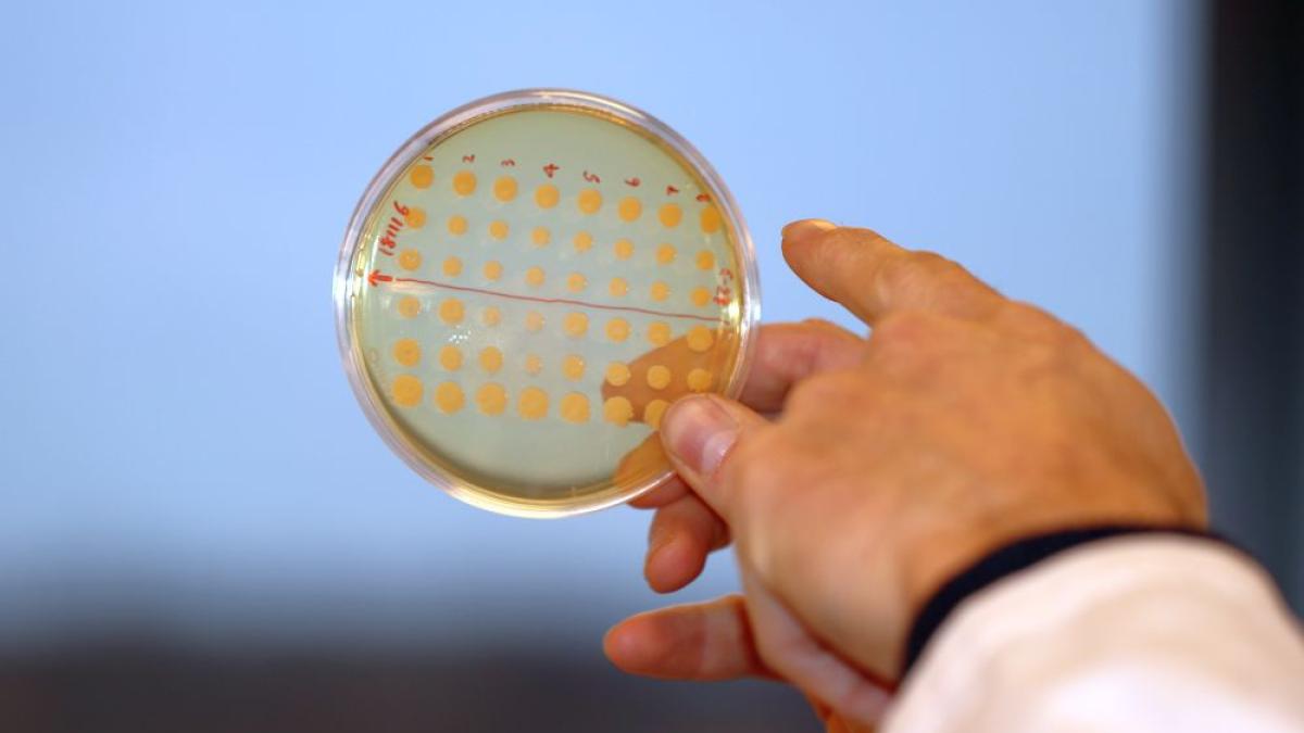 cultura_bacterii_foto_the_novo_nordisk_foundation_center_for_biosustainability_dtu_biosustain_87211000