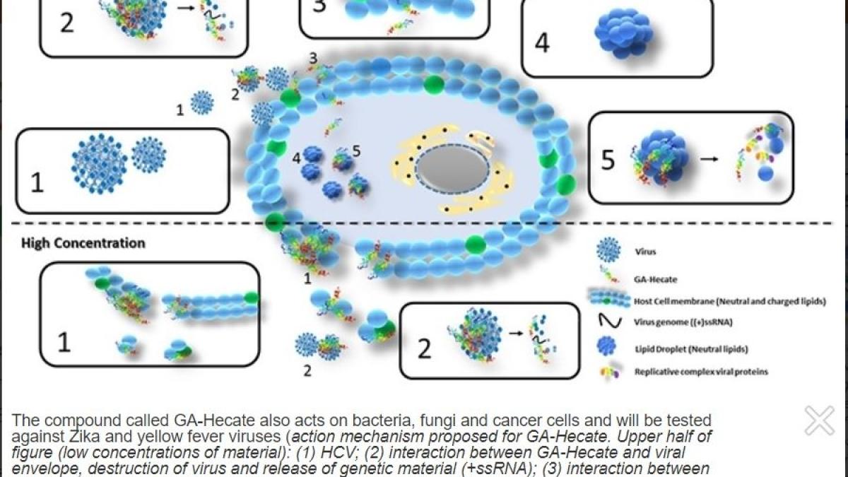 virus_hepatita_c_molecula_credit_foto_paulo_ricardo_da_silva_sanches_63773400