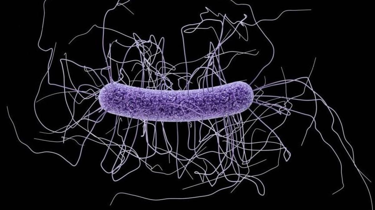 clostridium_difficile__foto_cdc__james_arche_52220500