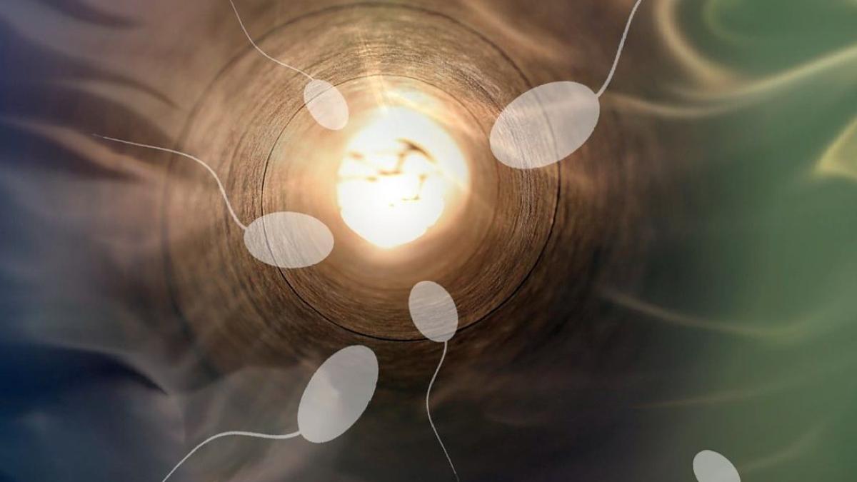 sperma_fertilizare_ovul_61027600