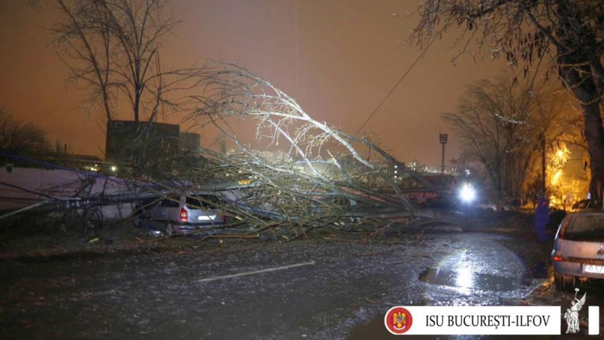 copaci_cazuti_isu_bucuresti_ilfov_02472700