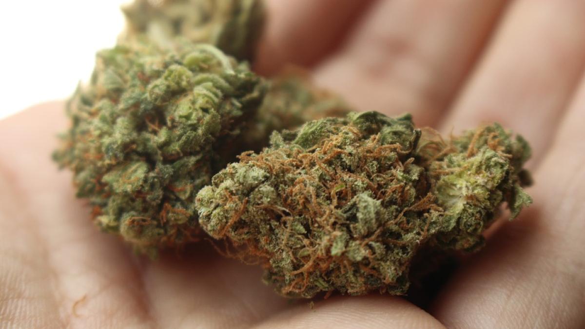 canabis_marijuana_95937900