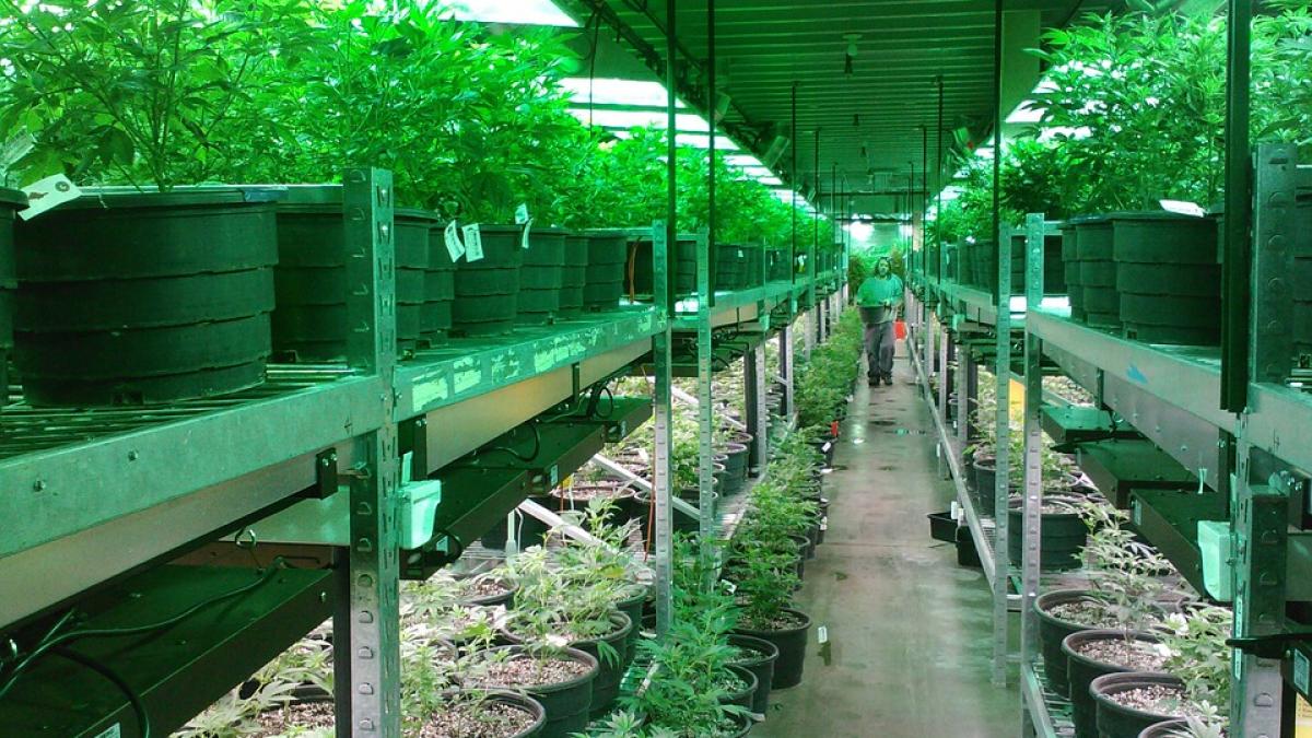 marijuana_canabis_plantatie_32577800