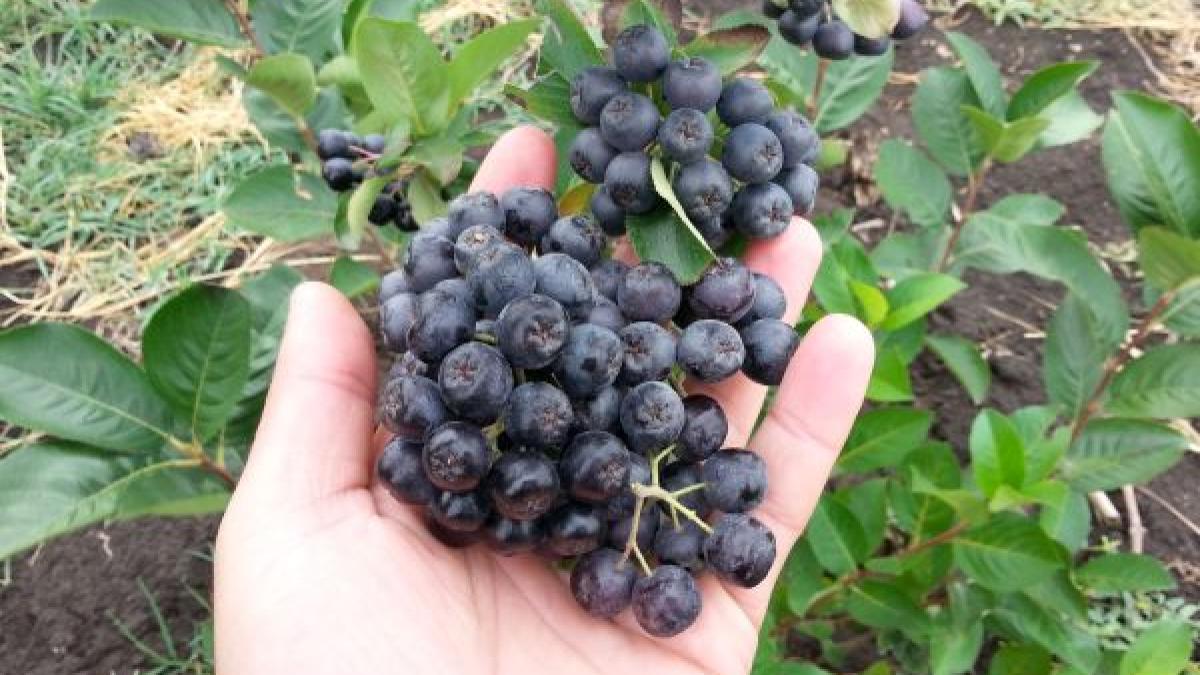 aronia_foto_agrointel_26118200