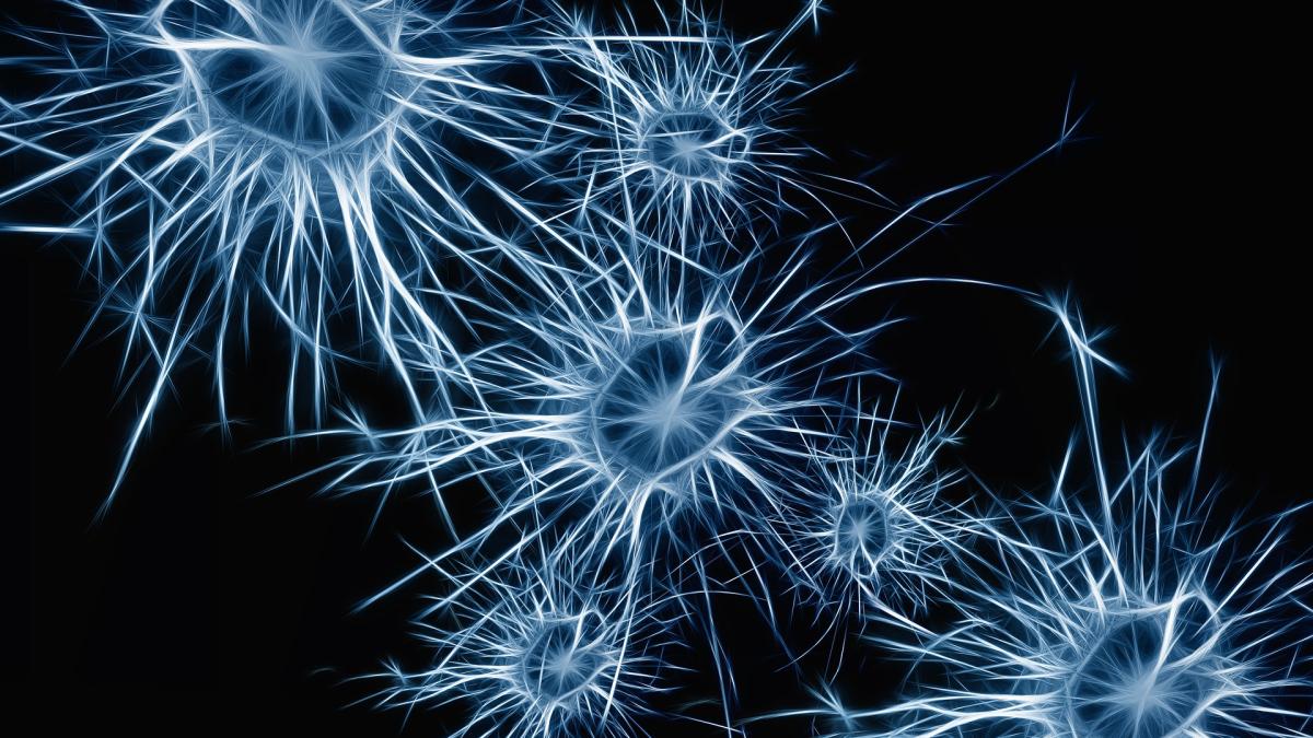 neuroni_06314600