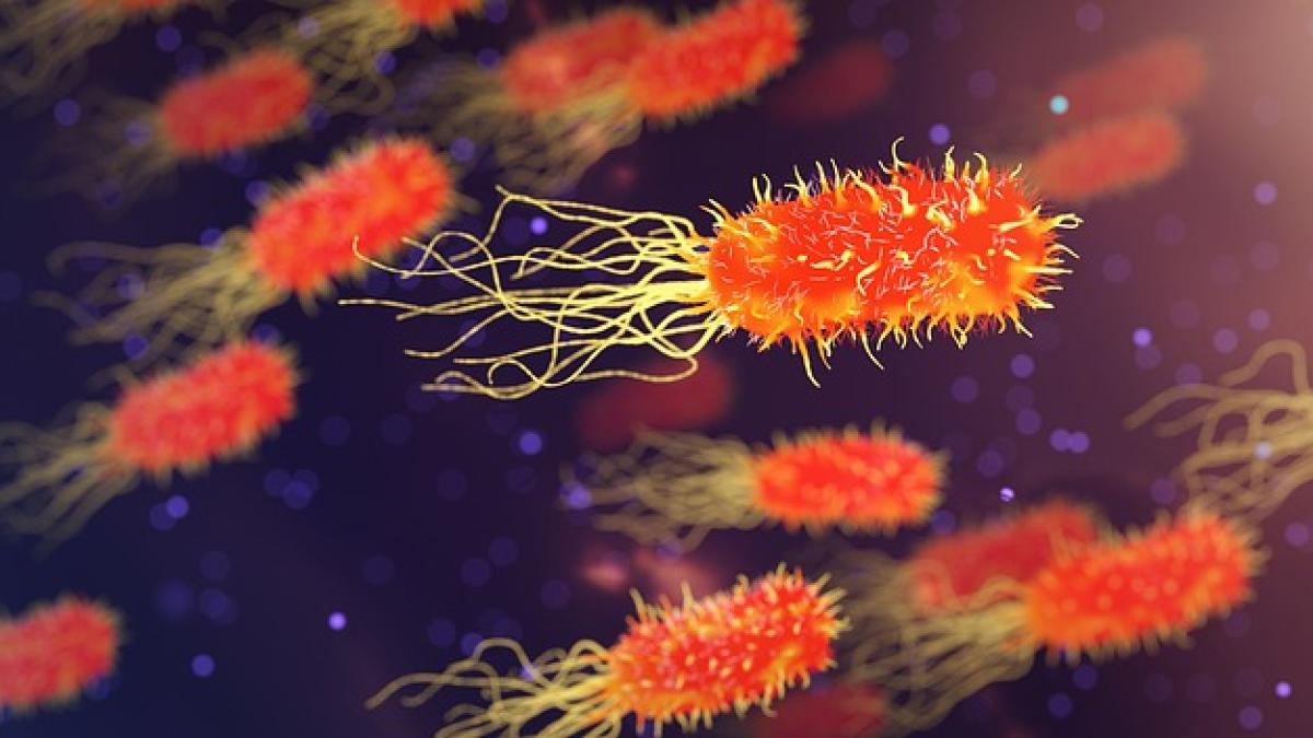 bacterii_47043300