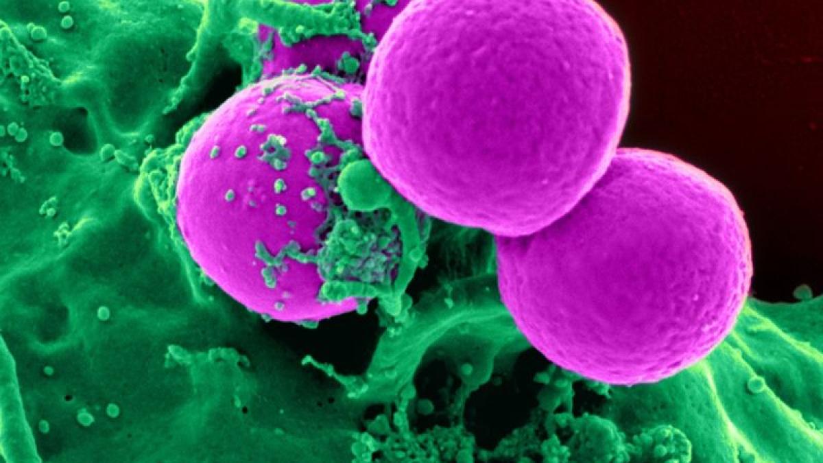 cell_human_science_45239_43688700