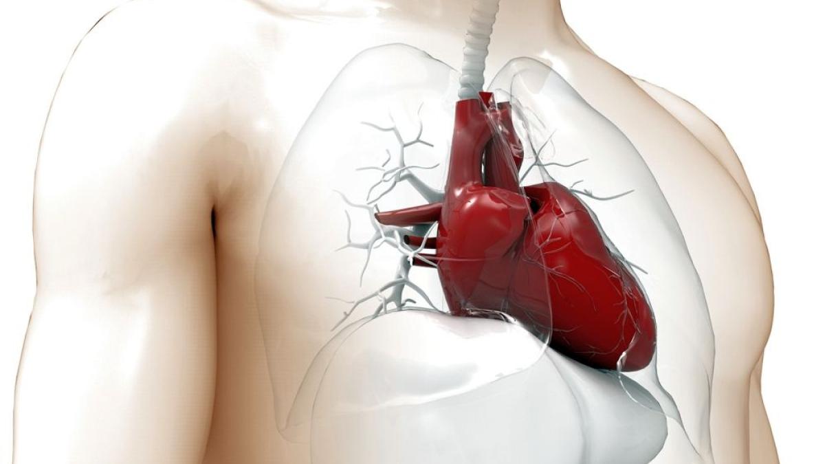 inima_om_anatomie_76046700