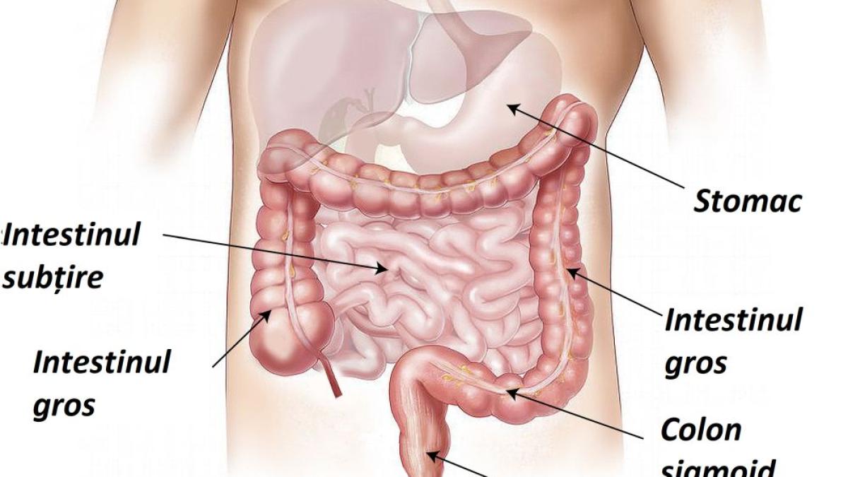 intestine_colon_anus_rect_stomac_76150800