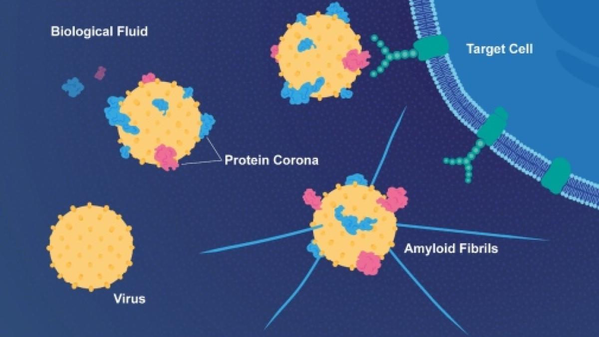 virus_manta_proteica_65556800