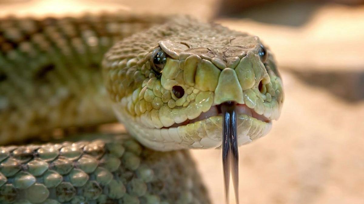 vipera_40915100