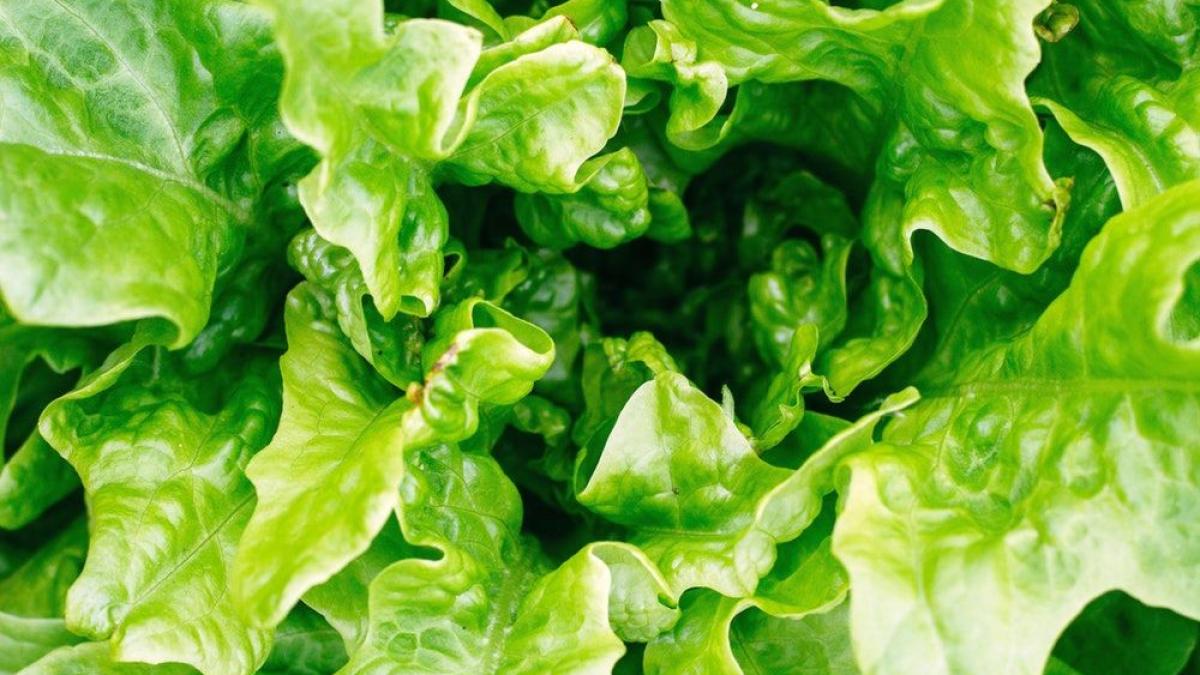 salata_95046600