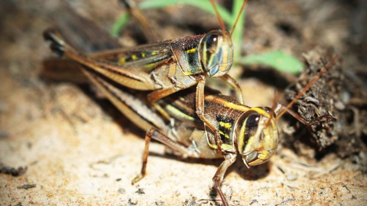 insecte_arahnide_noile_super_alimente_antioxidanti_70929500