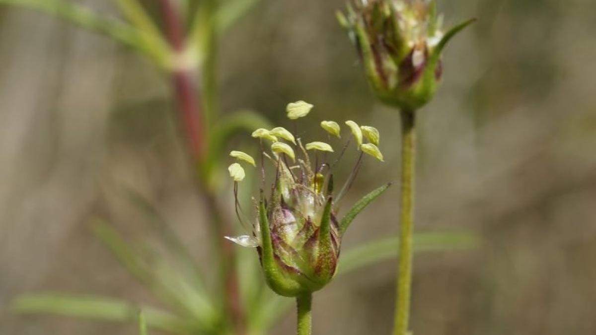 plantago_sempervirens_94464600