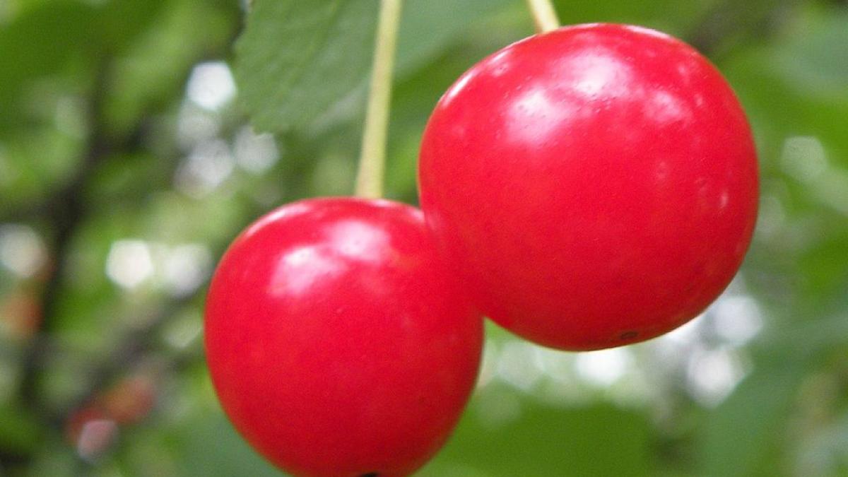montmorency_cherries_cirese_15837100