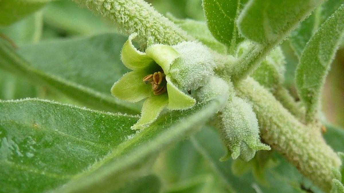 planta_medicinala_india_capsula_diabet_71485200