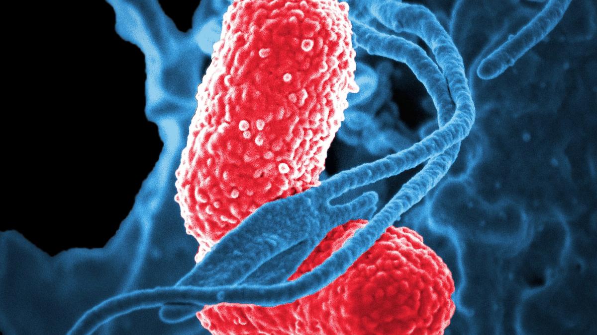 bacterii_02201200