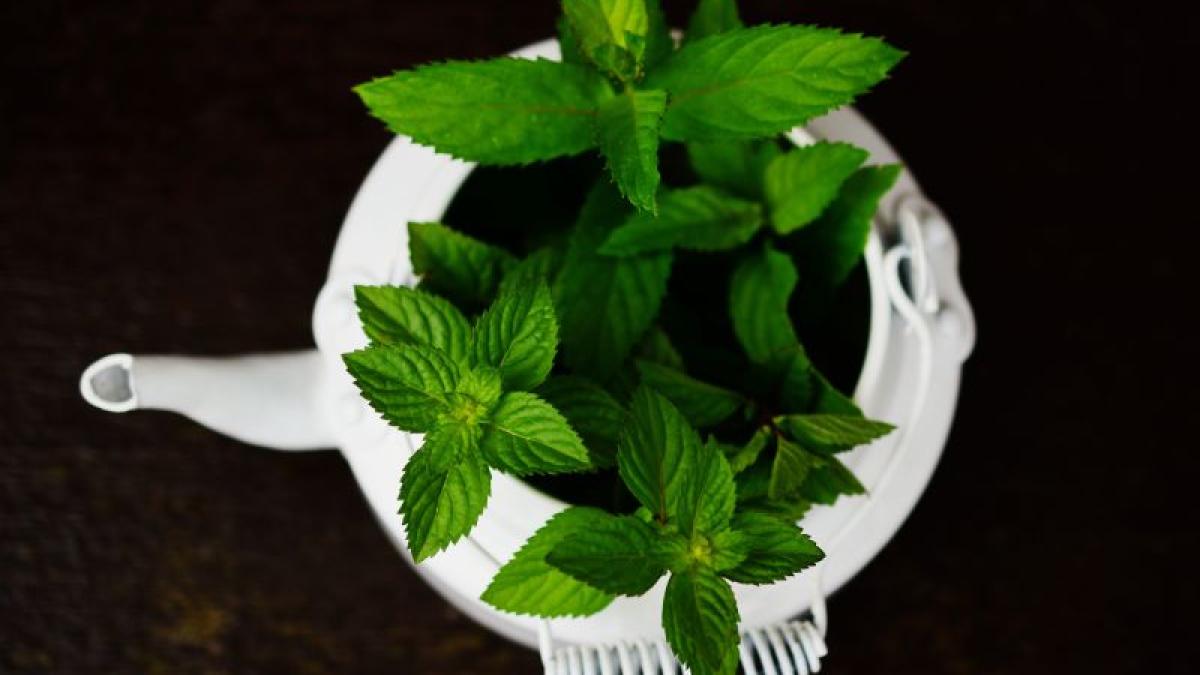 ulei_menta_la_ce_indicat_98044800