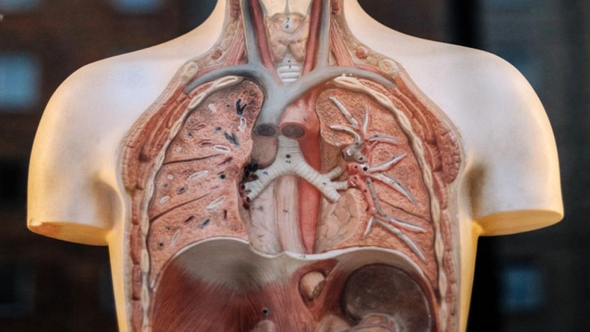 anatomie_plamani_inima_artere_80357100