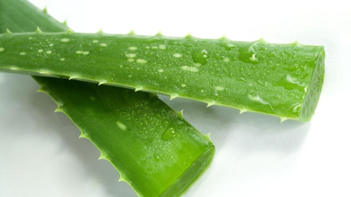 aloe_vera_frunze_48114800