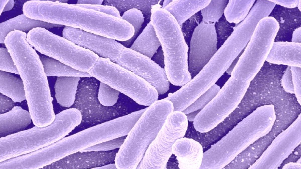 clostridium_difficile_bacterie_bacteria_bacterii_05069700