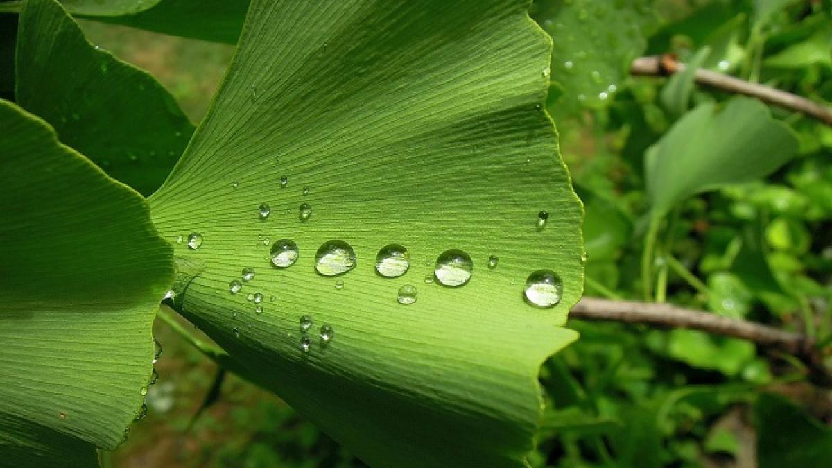 ginkgo_biloba_53711900
