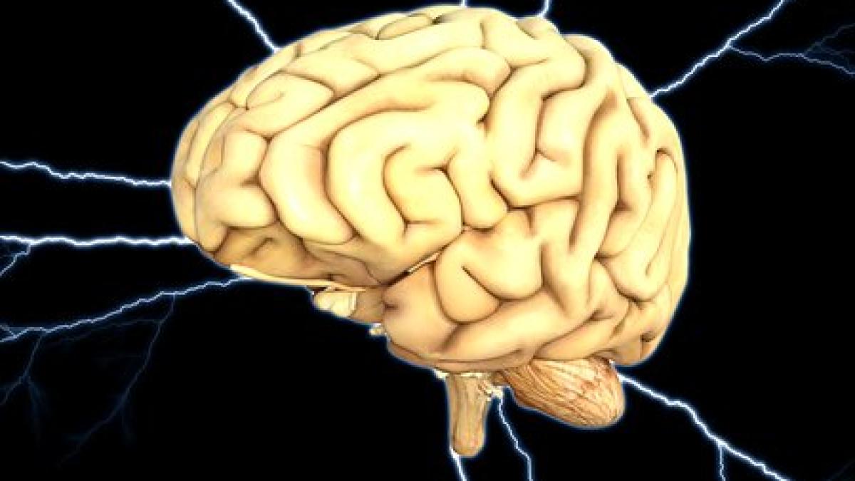 brain_1845940__340_37062300