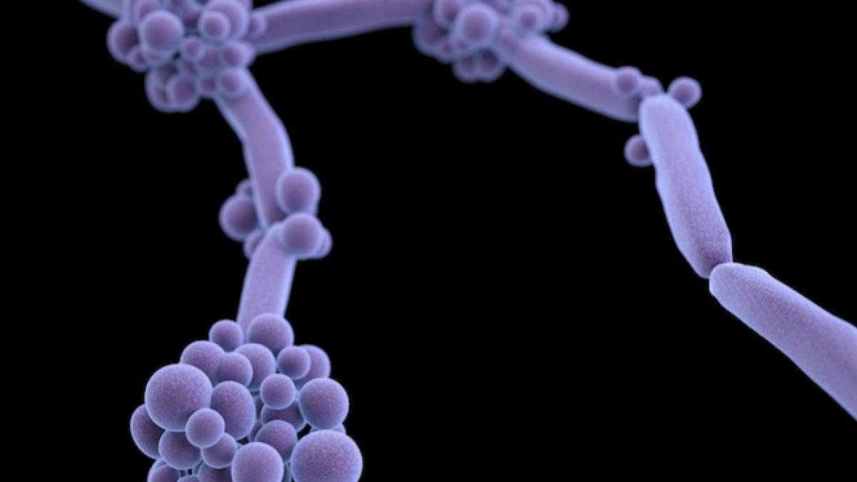 candida_auris_78566800