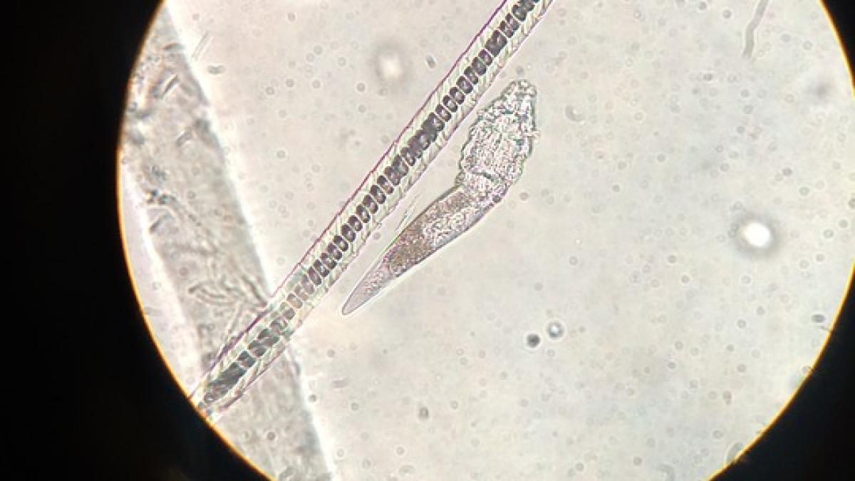 microscope_1168472_960_720_47960200