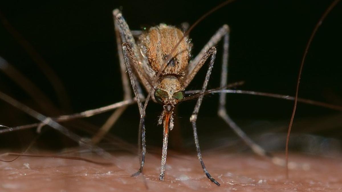 tantar_west_nile_70382800