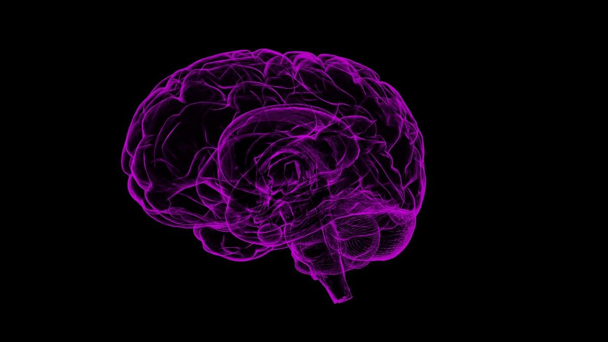 brain_1787622_1280_39825000