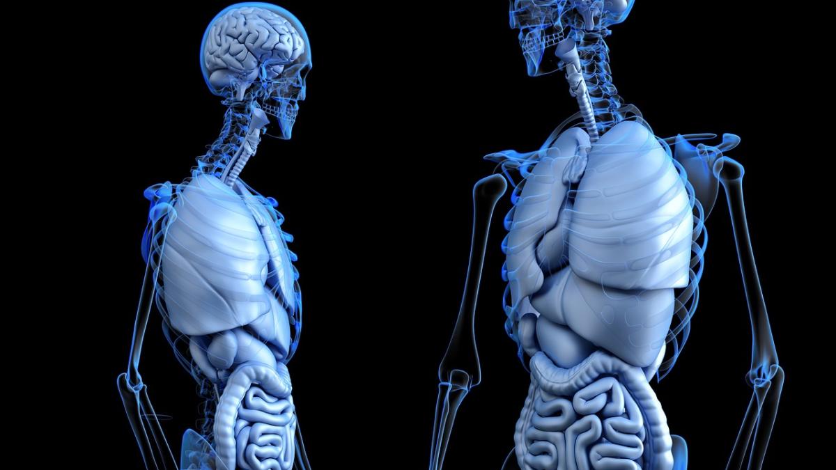 anatomical_2261006_1280_01797000