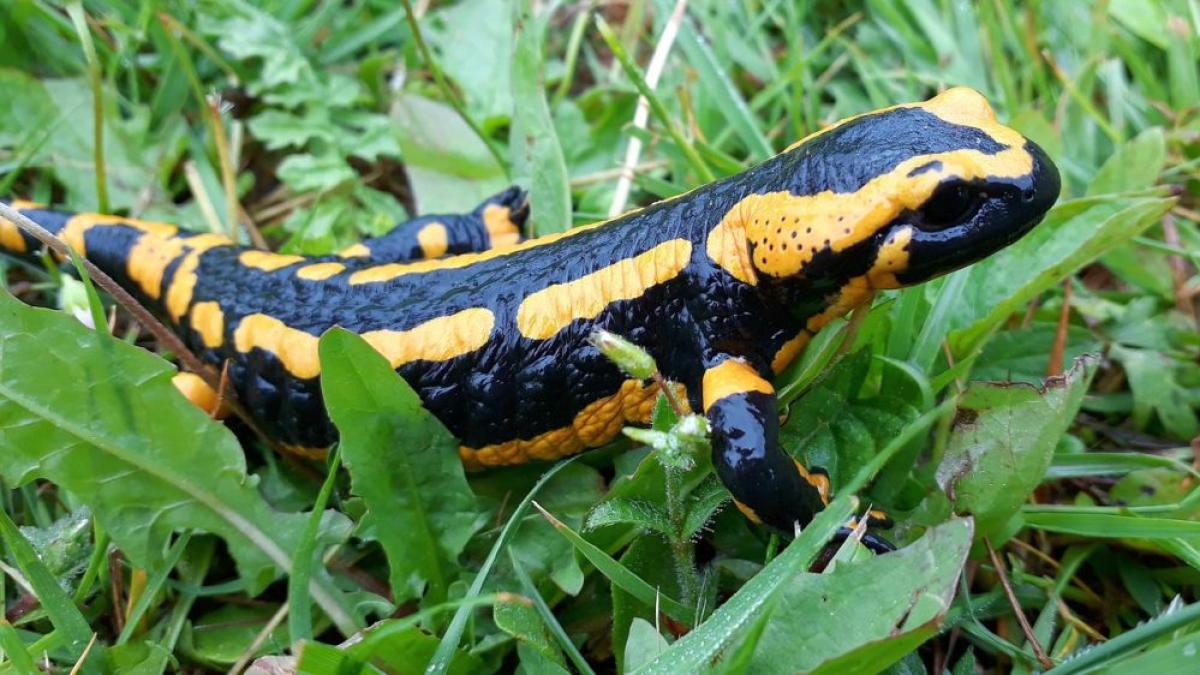 salamandra_59930300