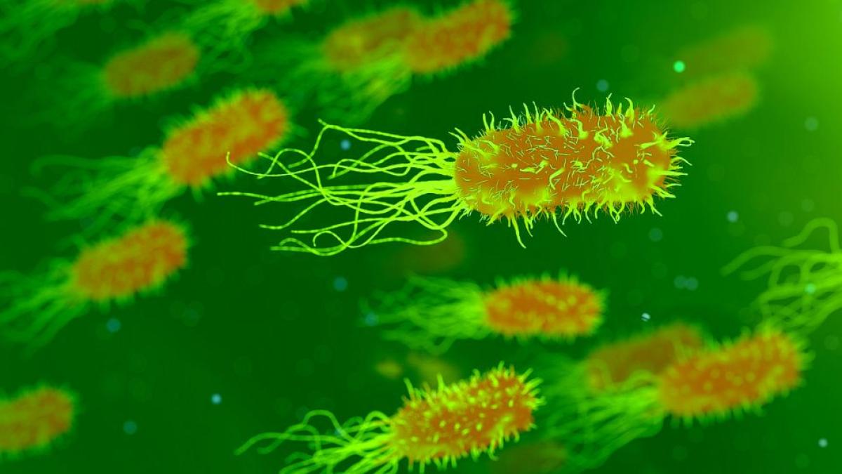 escherichia_coli_bacteria_38834700