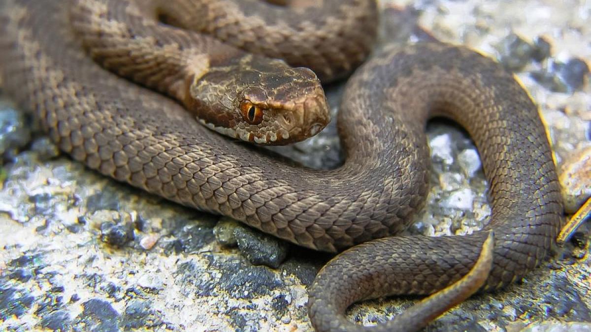 vipera_00498400