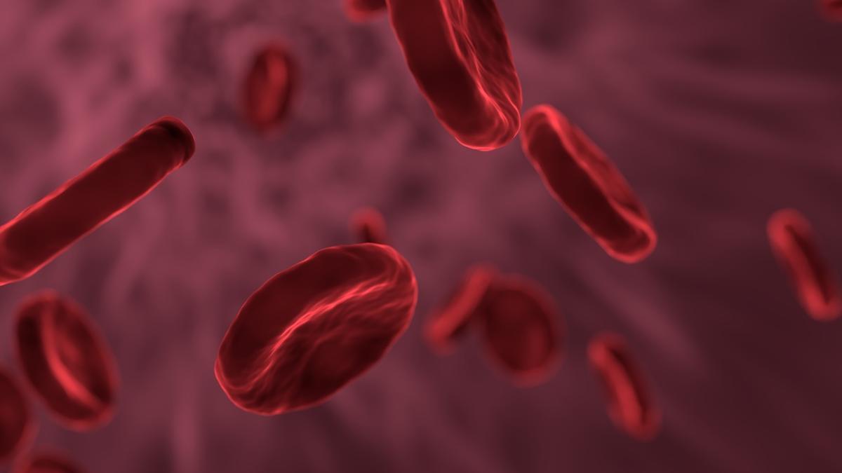 red_blood_cells_3188223_1280_64212600