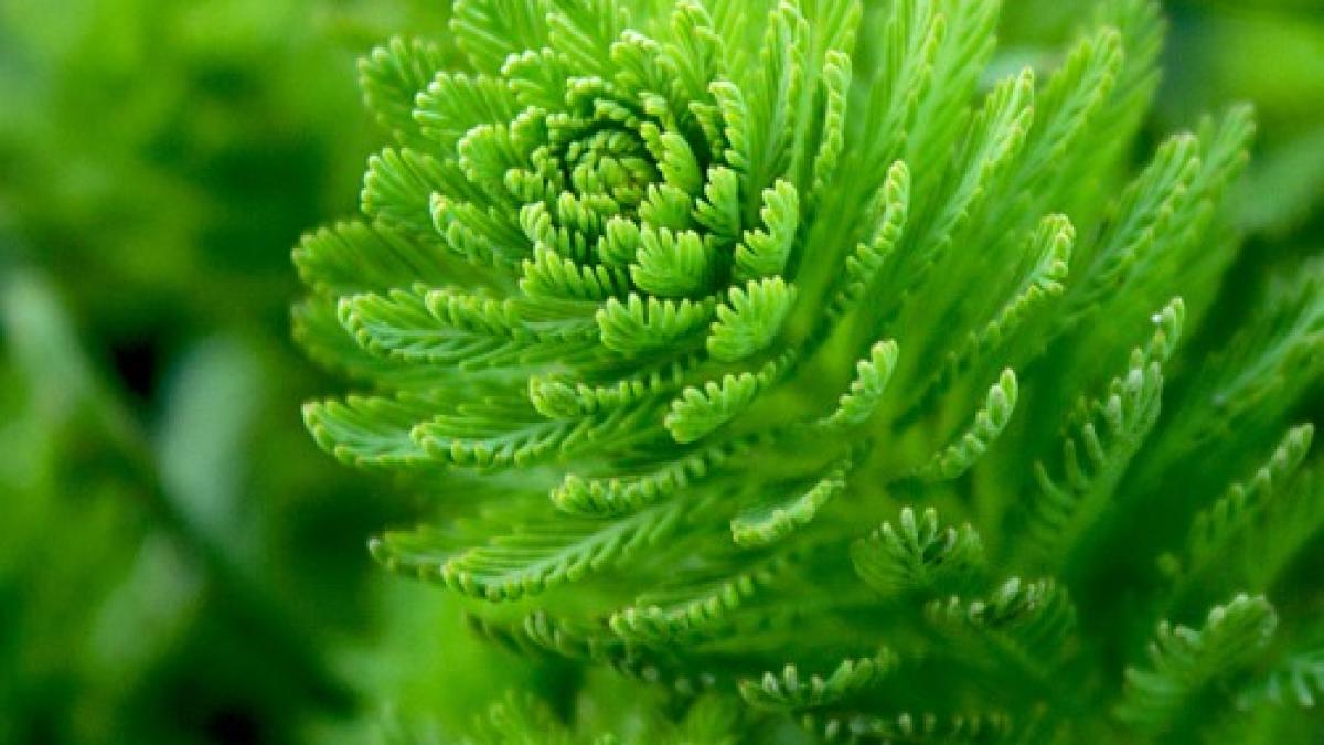 water_plant_705534_960_720_13139100