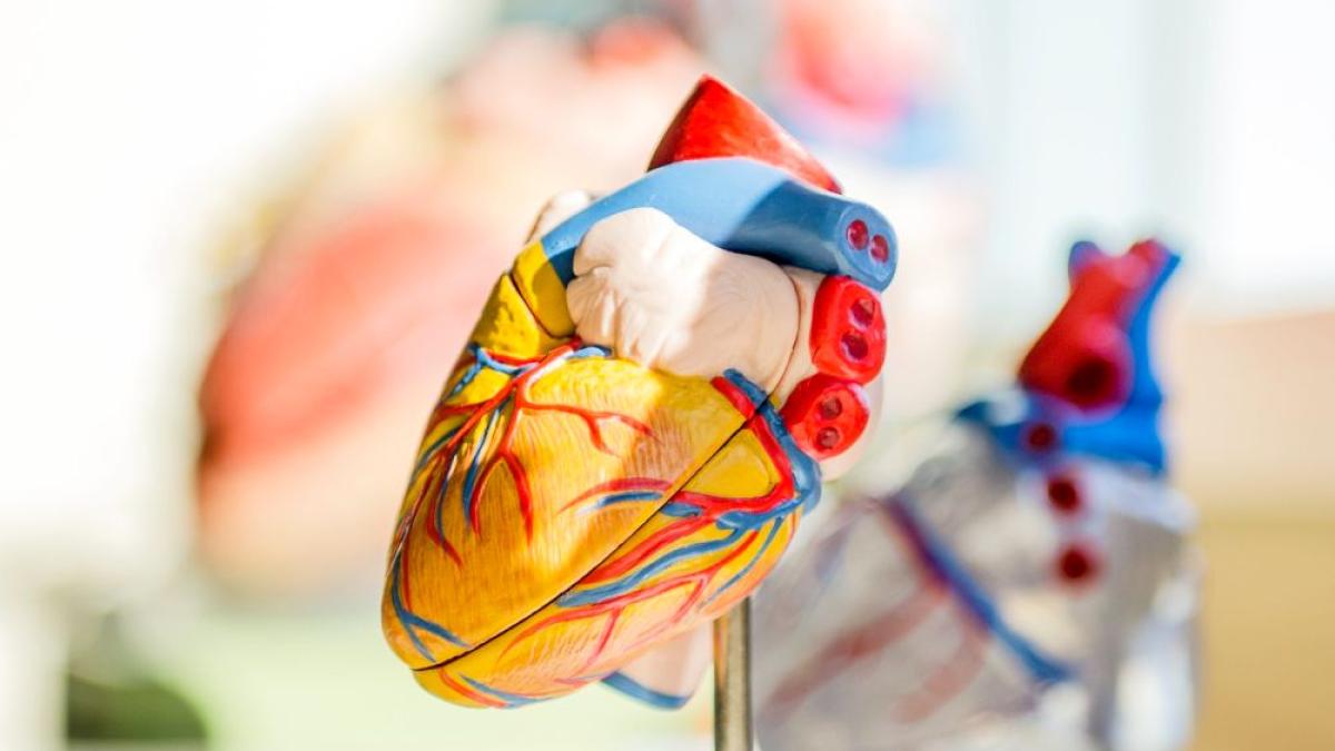 inima_anatomie_12468400