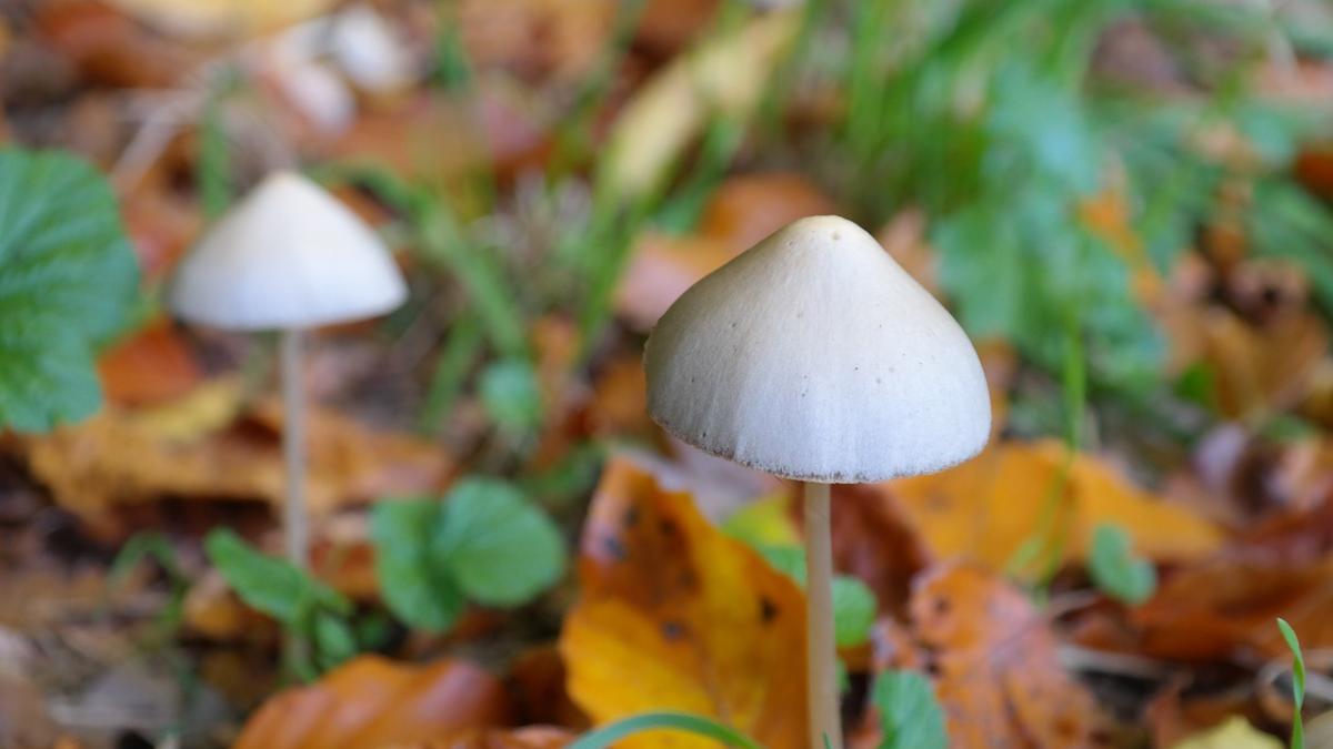 mushroom_228242_1280_41500400