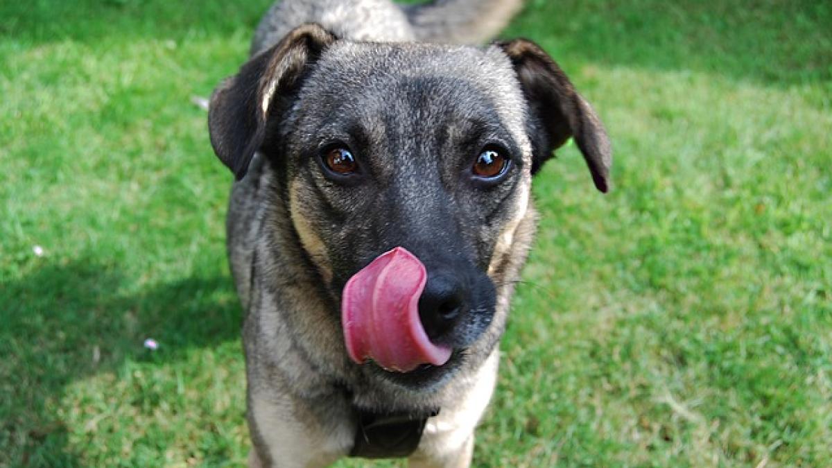 dog_2166192_640_93218300