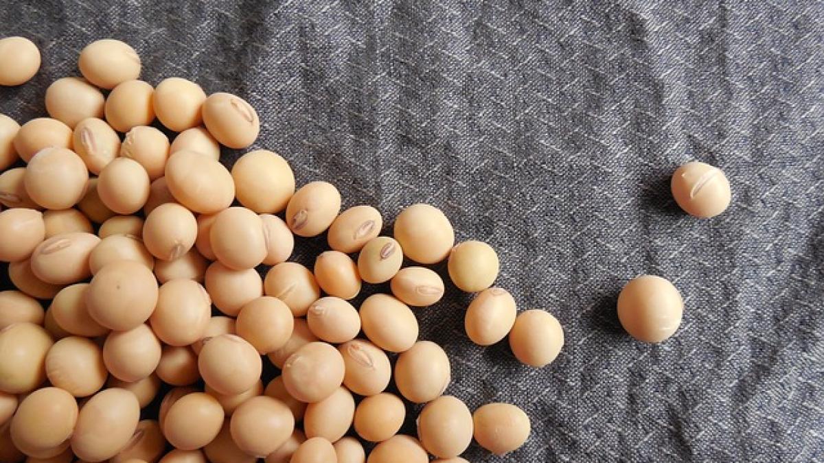 soybeans_182295_640_02370900