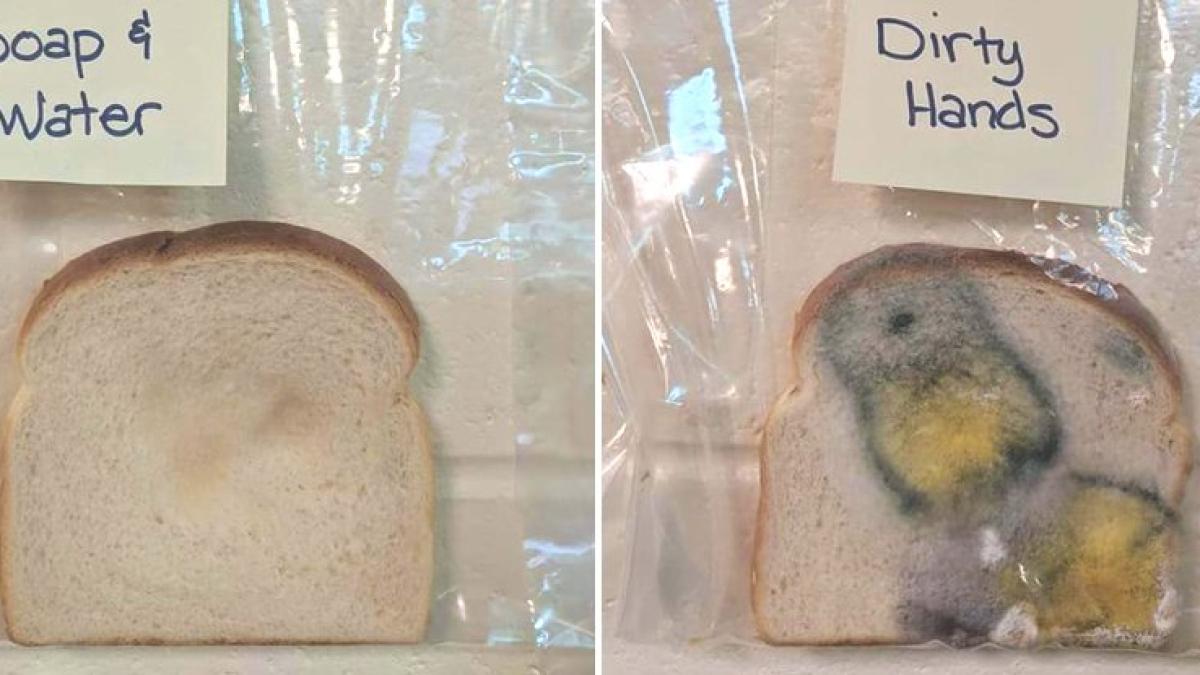 012_bread_experiment_0_1024_72505200