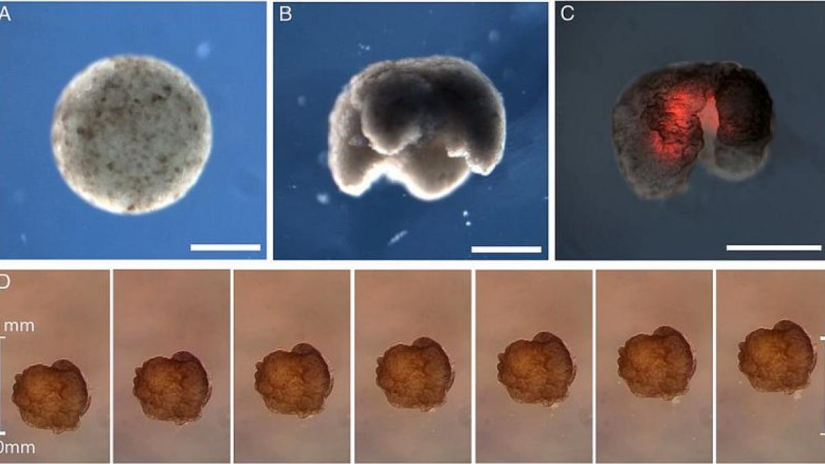 masina_vie_xenobot_foto_pnas_47895400