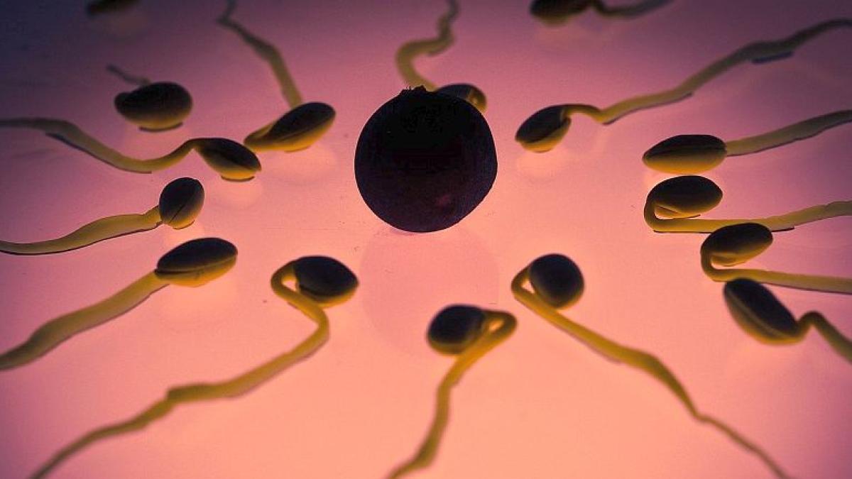 spermatozoizi_ovul_62411800